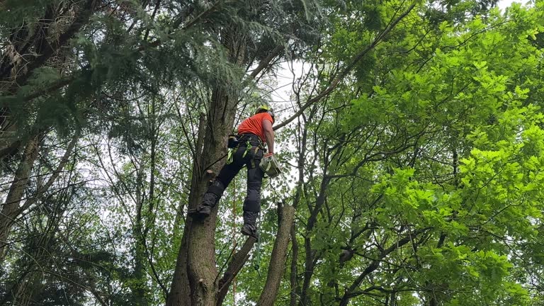 Leaf Removal in Salida Del Sol Estates, TX